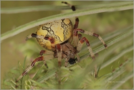 <p>KŘIŽÁK MRAMOROVANÝ (Araneus marmoreus) ---- /Marbled orb-weaver - Marmorierte Kreuzspinne/</p>